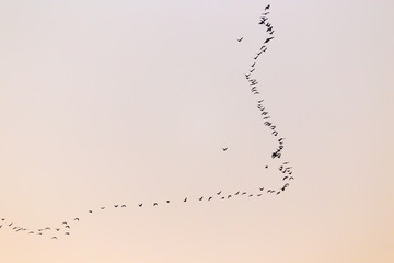 a flock of birds at sunset