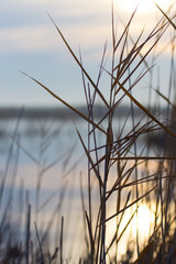 a lake with reeds at dawn in the autumn