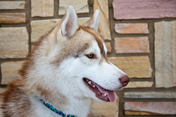 Husky Dog with Brown and White Coloring