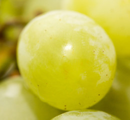 green grapes. close-up