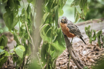 Vogel im Central Park