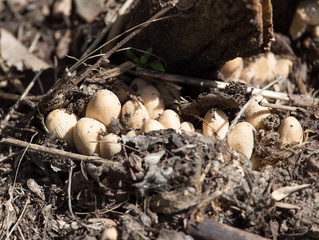 toadstool mushrooms nature spring