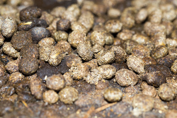 rabbit droppings
