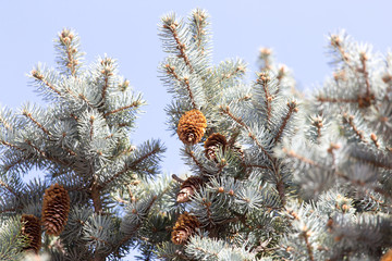 blue spruce branch on the nature