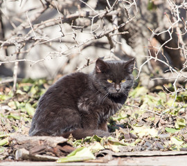 Obraz premium black cat in nature