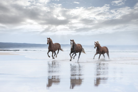 Brown horses running on a beach