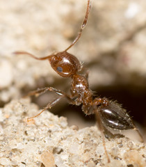 ant on the ground. Super Macro