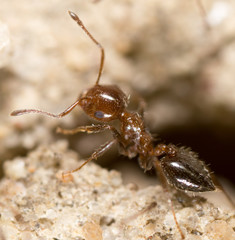 ant on the ground. Super Macro