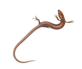 lizard on a white background