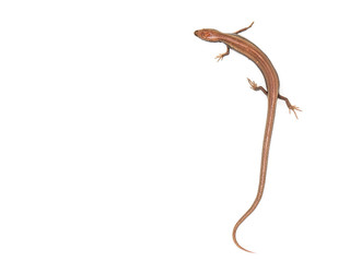 lizard on a white background