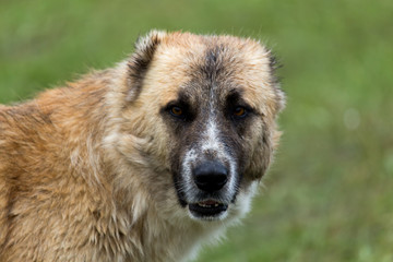 Dog in the meadow