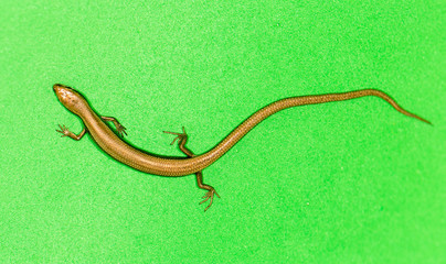 Fototapeta premium lizard on a green background