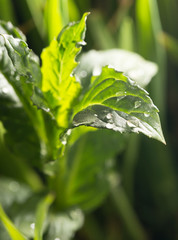 mint leaves after rain on nature