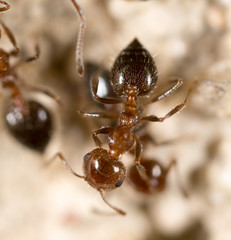 ant on the ground. Super Macro