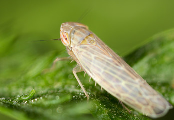 bug on a green leaf. close