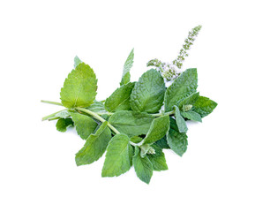 Fresh mint leaves with flowers