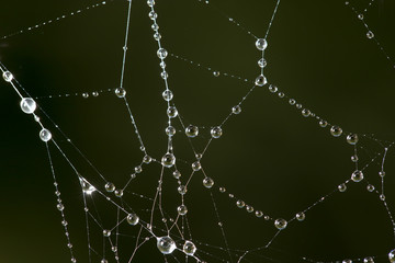 water droplets on a spider web in nature