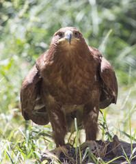 eagle in a park on the nature