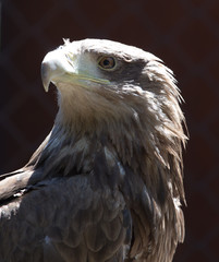 eagle in a park on the nature