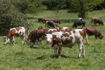Fototapeta na wymiar cows in spring