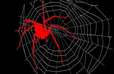spider and spider web