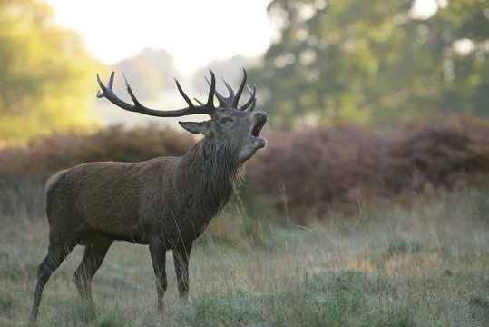 Red Deer - Stag of the morning fog.