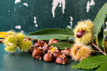 Castanea sativa