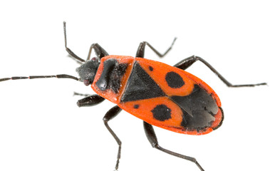 Red beetle on a white background. super macro