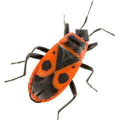 Red beetle on a white background. super macro