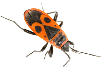 Red beetle on a white background. super macro