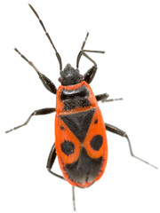 Red beetle on a white background. super macro
