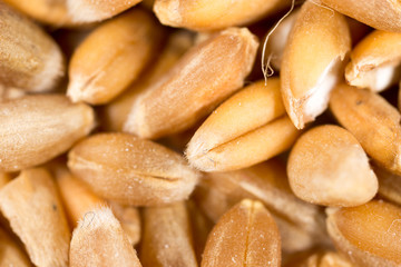 grain of wheat. super macro