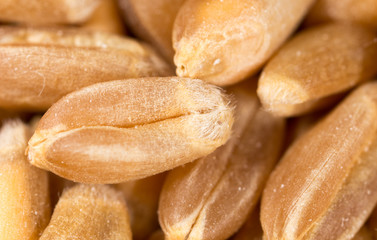 grain of wheat. super macro