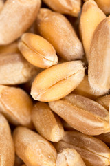 grain of wheat. super macro