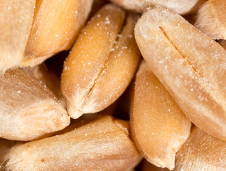 grain of wheat. super macro