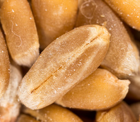 grain of wheat. super macro