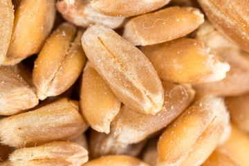 grain of wheat. super macro