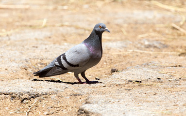 dove on the ground