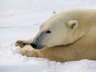 Naklejka na ściany i meble Portrait of a polar bear. Close-up. Canada. An excellent illustration