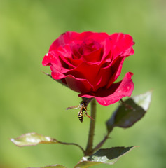 red rose in nature