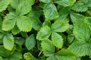 Green strawberry leaves