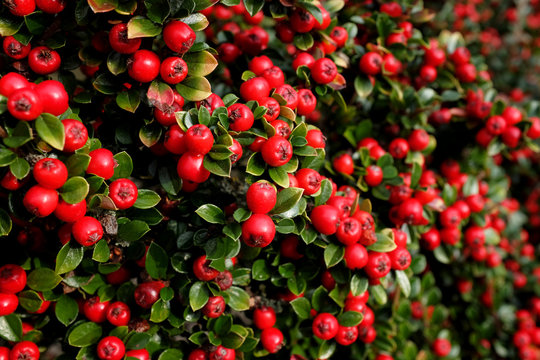 Bright red cotoneaster berries
