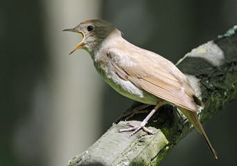 Close view of singing Thrush nightingale