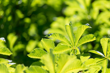 chestnut leaves in nature
