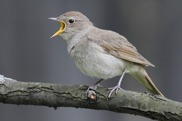 Singing nightingale against grey background