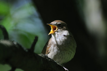 Singing nightingale in dark forest