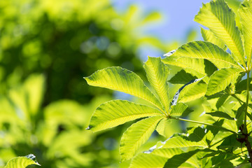 chestnut leaves in nature