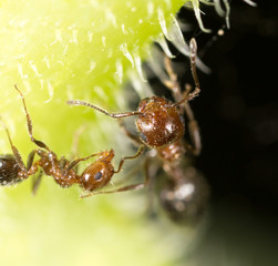 ant in nature. super macro