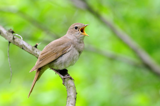Singing nightingale against green background