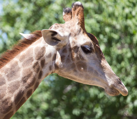 portrait of giraffe on nature